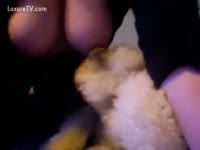 Beastiality Sex - Horny doggies licking their master&#039;s sensitive part